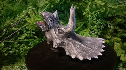 25589837_1995721617350565_883375027_n