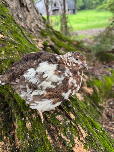 Progressive Pied Hatching Eggs