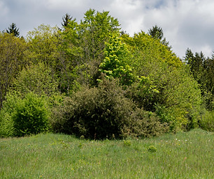 DSC09802-AS-klein.jpg