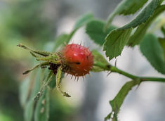 Rosa_caesia_in_La_Jaysinia_(3).jpg
