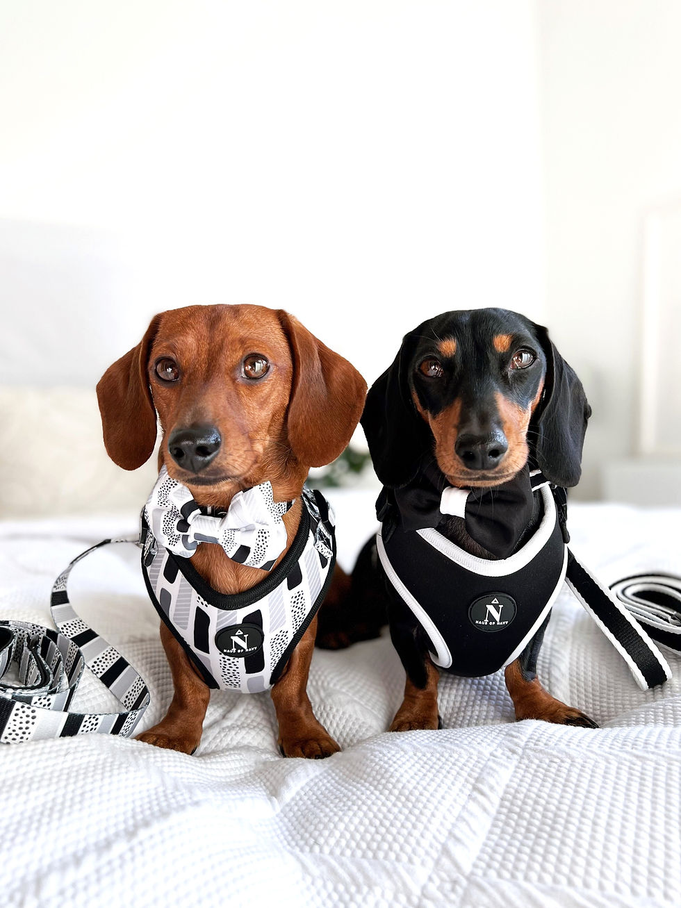 Thumbnail: Harness - The Modernist