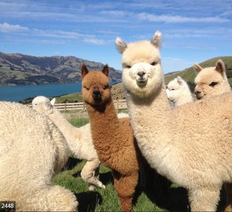 Alpaca farm tours