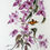 Thumbnail: Soft Blossoms- Bougainvillea & Butterfly Chinese brush painting