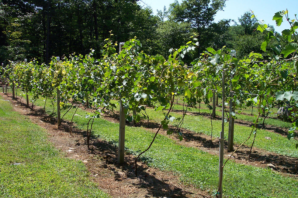 Grapevines