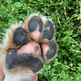 coussinet d'un chien arraché et réparé avec le baume Pat'Protec !