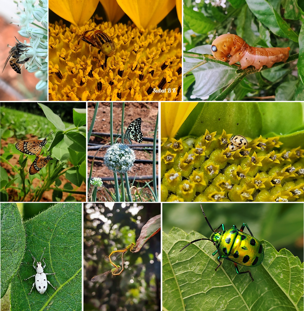 Photographs from the Photography Competition of Insect Art Fest
