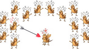 Field crickets solve the cocktail party problem through behavioural adjustments