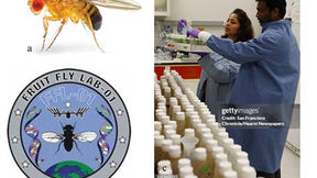 Fruit Flies in Space: Tiny Pioneers Unlocking the Secrets of Life Beyond Earth