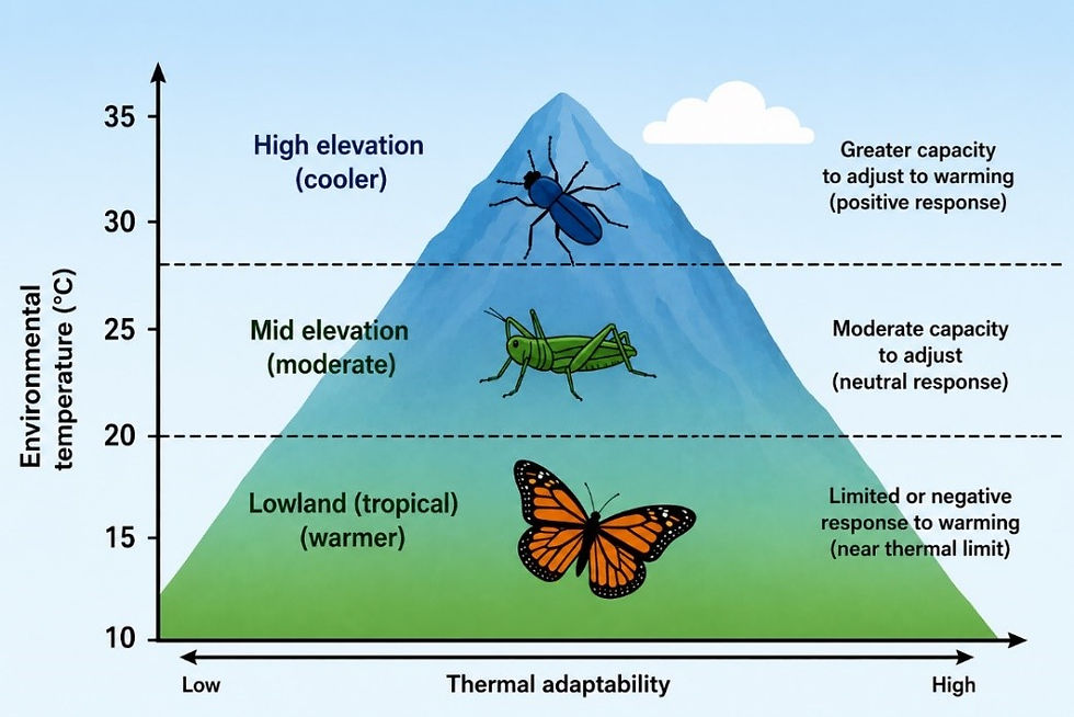 On the Edge of Survival: Are Tropical Insects Running Out of Time in a Warming World?