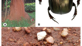 Life Beneath Our Feet: How Soil, Insects, and Grasslands co-create the Web of Life