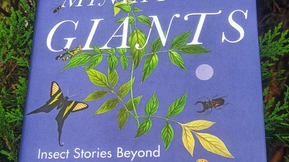 Miniature Giants: Insect stories beyond the ordinary by Geetha Iyer