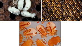 The Global Spread of Tropilaelaps mercedesae: A New Threat to Honey Bees