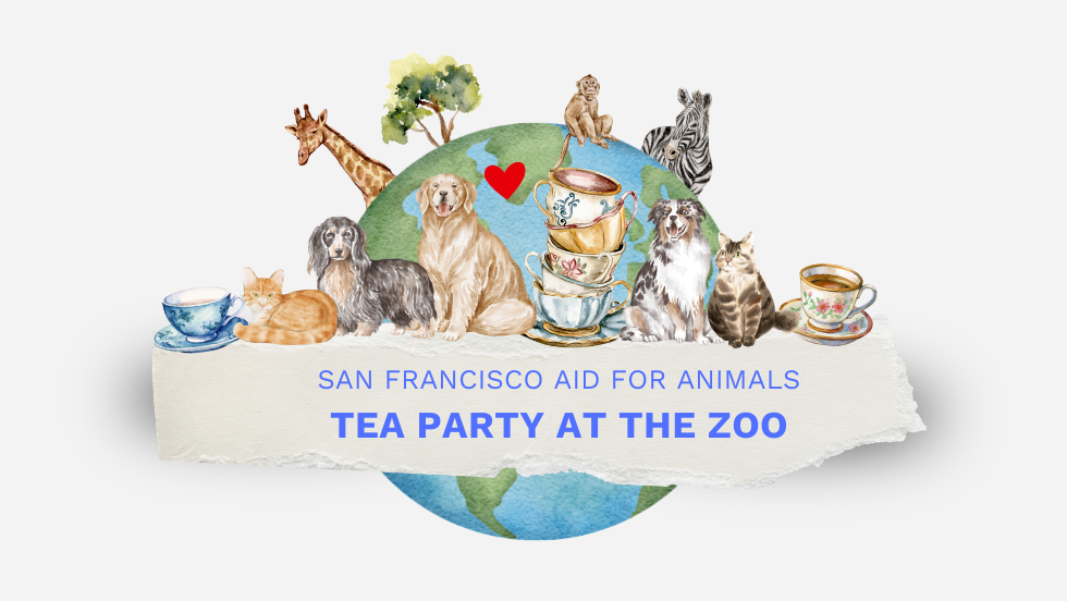 SFAfA's Tea Party at the Zoo