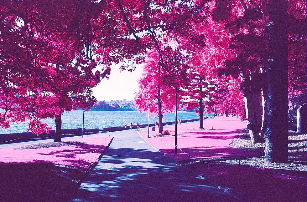 Life in Aerochrome
