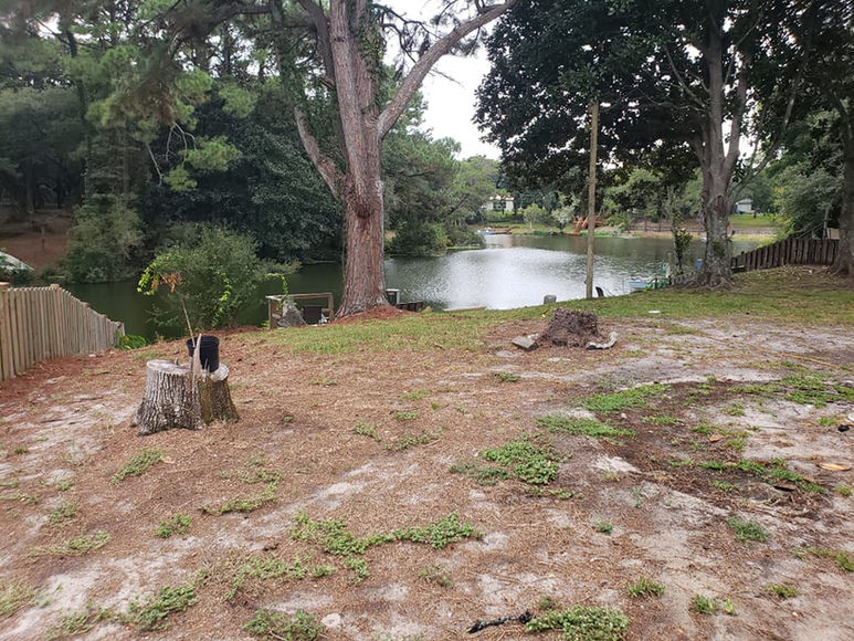 Yard with multiple tree stumps before removal, a typical site prepared by Curtis Williams Services for complete stump grinding and cleanup.