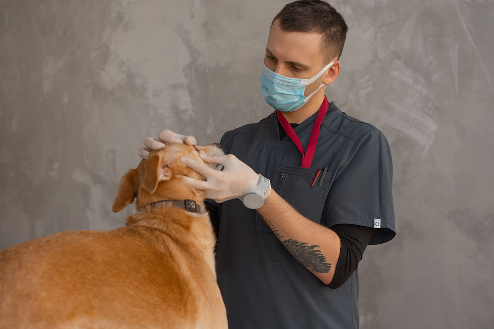 Veterinary clinic marketing services by Quicke Marketing