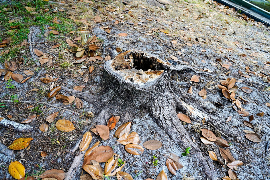 Tree stump before removal, showcasing a typical project handled by Curtis Williams Services to enhance yard aesthetics and safety.