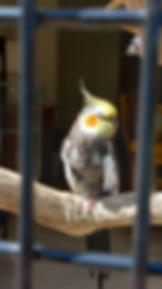 A cockatiel perched indoors, illustrating why birds are highly sensitive to airborne fragrances and essential oils