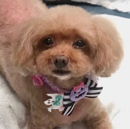 Image⑪（トイプードル首輪リボン）.jpeg