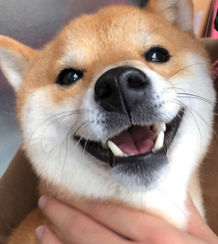 Image➇（柴犬）.jpeg
