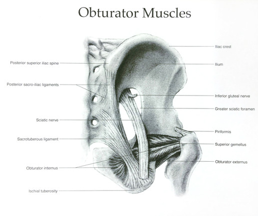 Anatomical Illustration