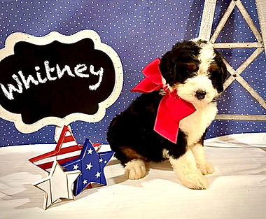 Bernedoodle Puppy ready for adoption!