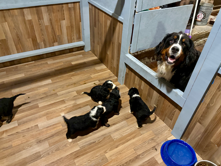 Bernedoodle puppies at play