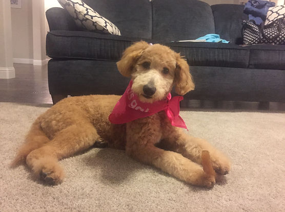 Tiger, our F1B golden doodle mom