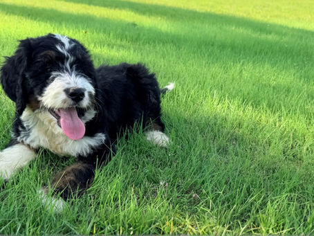 Home-raised Puppies are the Best Puppies!