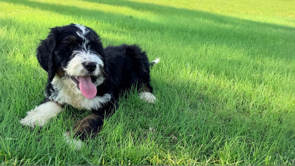 Home-raised Puppies are the Best Puppies!