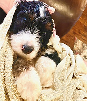 Baby Bernedoodle cuddles