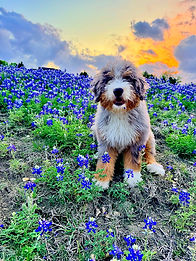 Opal loves to run through the blue bonnets on our property.