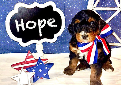 Texas Bernedoodle puppy girl ready for love!