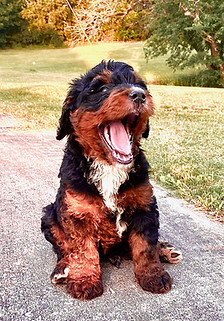 Bernedoodle puppy Dallas, Fort Worth, Texas.