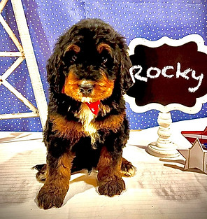 Tri-color Bernedoodle puppy for sale in Dallas, TX.