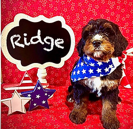 Tri-color Bernedoodle puppy for sale in DFW