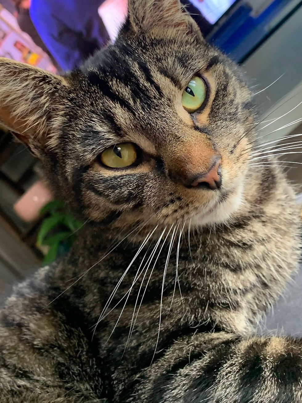 Cat relaxing during a home pet visit in Bourne