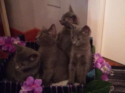 40498872_221104415431386_428684254072589