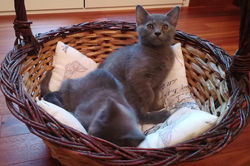 40507960_221104458764715_340769273128629