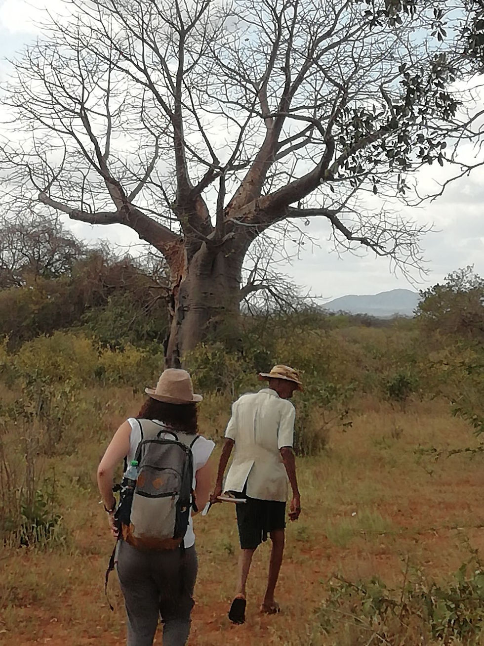 Je suis un chasseur Waata en train de marcher dans la brousse au Kenya. On y voit un grand arbre. Nous sommes en recherche d'abeilles sauvages pour rapporter du miel au village.