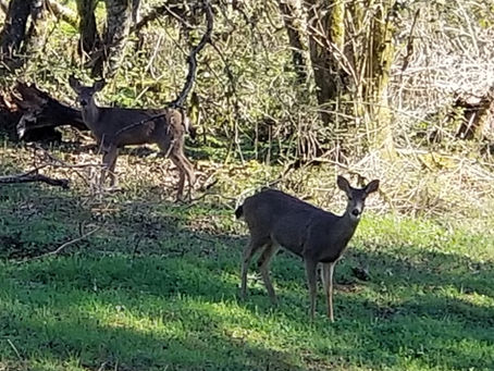 Our Little Slice of Heaven in the Willamette Valley