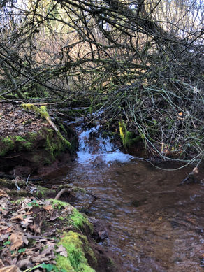 We are asking our community to join us as a Founding Donor. Can you help? 