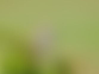 Wildlife Friendly Yard & Garden Maintenance