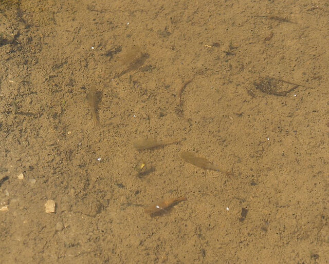 Fairy Shrimp live a temporary existence each spring