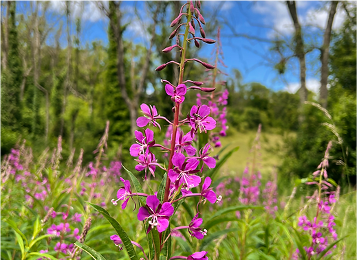 pink flowers_edited.png