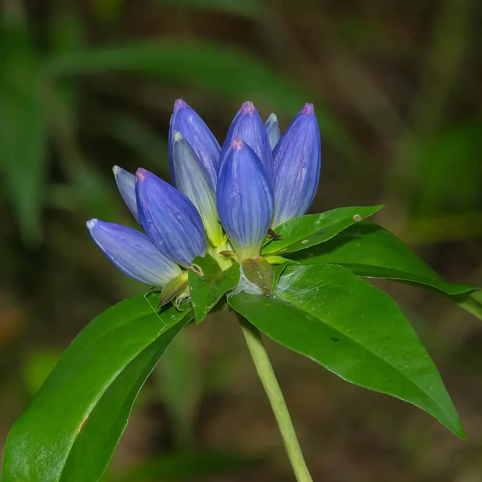 Bottle Gentian (Gentiana andrewsii)