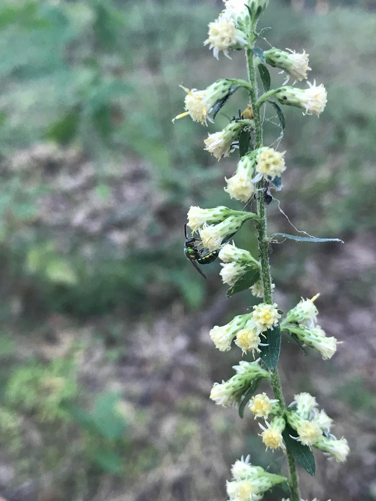 White Goldenrod (Solidago bicolor)