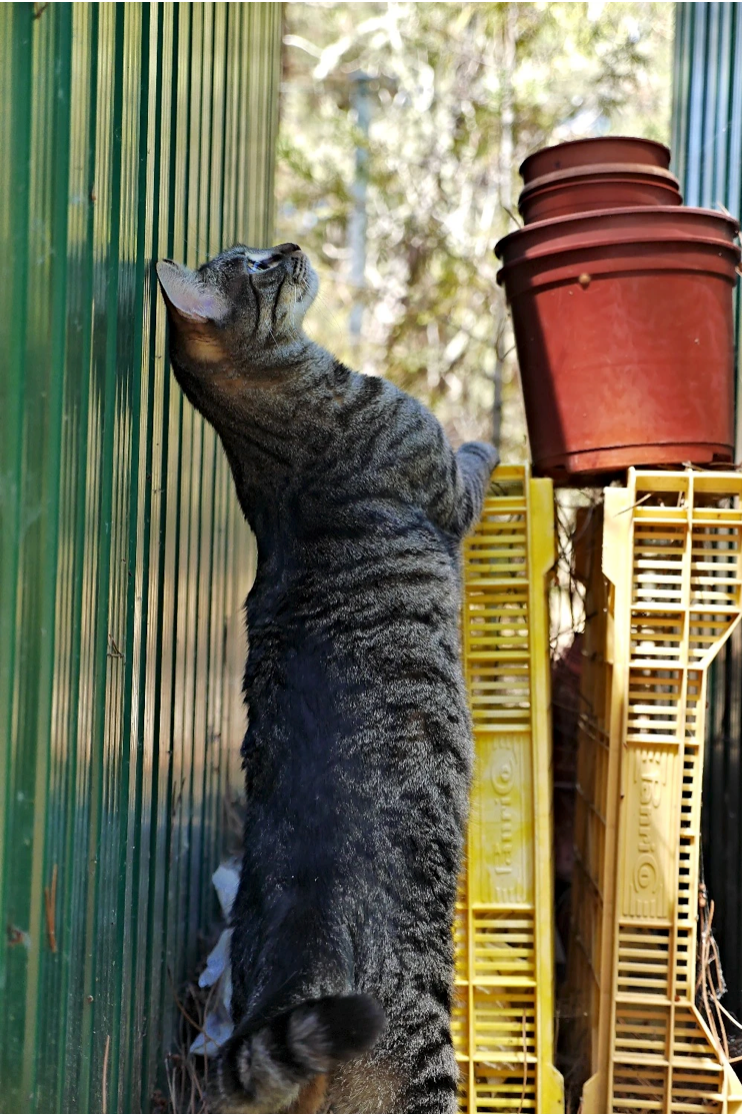 Invierno el explorador