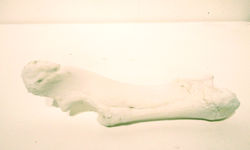 지민석, 하얀뼈, 3.7x25.0x7.0, 돼지뼈에 페인트, 2014