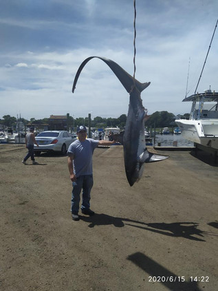 shark.jpeg